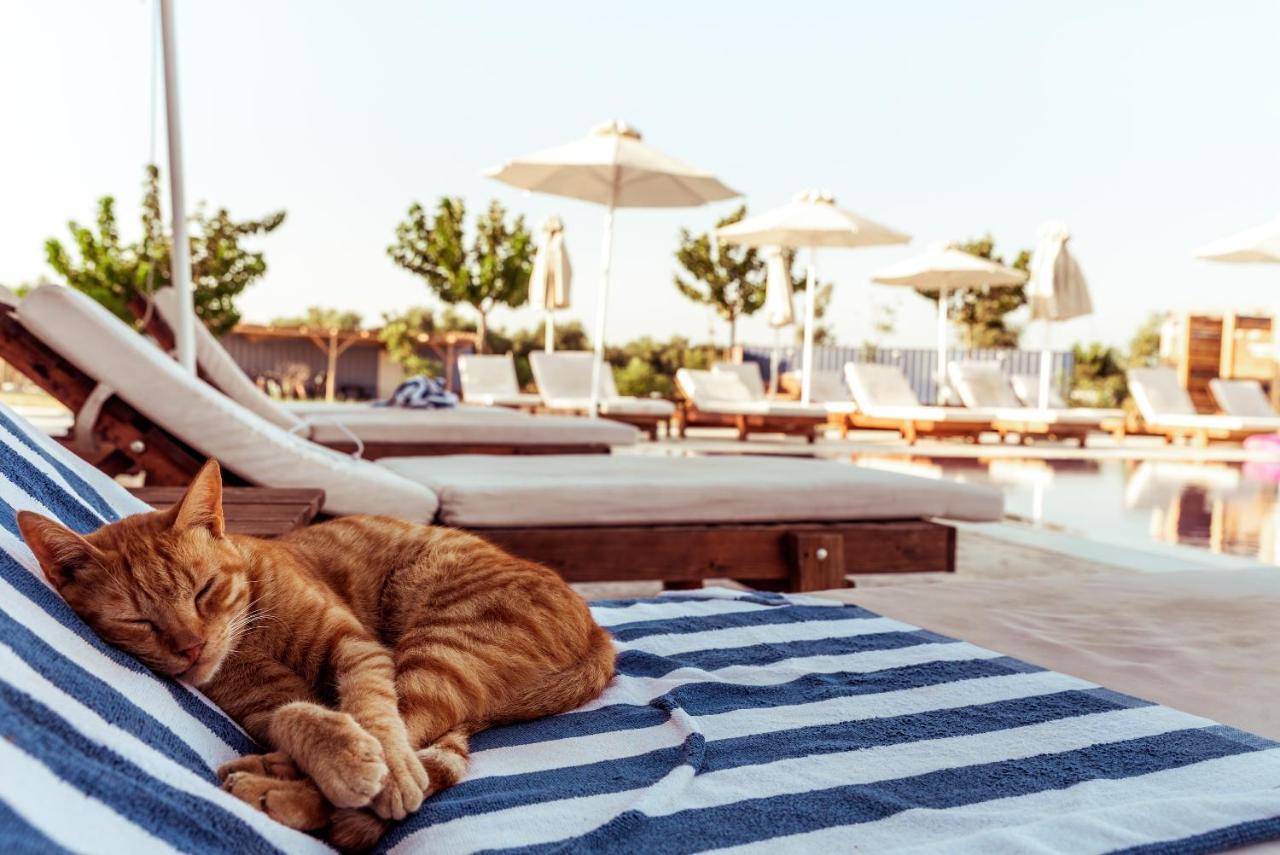 Sails On Kos Ecolux Tented Village 马尔马里 外观 照片